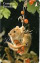 Common Dormouse