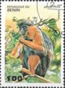 Western Red Colobus (Piliocolobus badius)