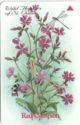 Red Campion