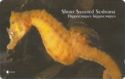 Short Snouted Seahorse