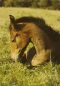 Prudnik Stud Farm / Foal on pasture