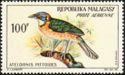 Pitta-like Ground-roller (Atelornis pittoides)