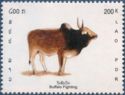 Buffalo (Bos primigenius indicus)