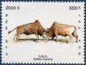 Buffalo (Bos primigenius indicus)