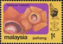 Rafflesia hasseltii