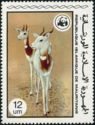 Dama Gazelle (Gazella dama)