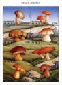 Mushrooms Genus Boletus