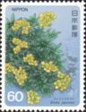 Draba japonica