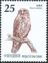 Brown Boobook (Ninox scutulata)