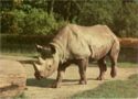 Rhinoceros (Diceros bicornis)