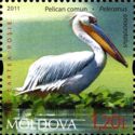 Rosy Pelican (Pelecanus onocrotalus)