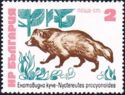 Chinese Raccoon Dog (Nyctereutes procyonoides)