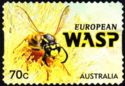 European Wasp (Vespula germanica)