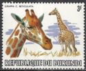 Reticulated Giraffe (Giraffa camelopardalis reticulata)
