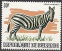 Burchell's Zebra (Equus burchelli)