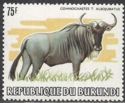 Eastern White-bearded Wildebeest (Connochaetes taurinus albo