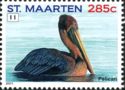 Brown Pelican (Pelecanus occidentalis)