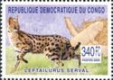 Serval (Leptailurus serval)