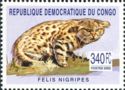 Black-footed Cat (Felis nigripes)
