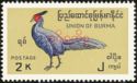 Kalij Pheasant (Lophura leucomelanos)