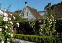 Ittingen Charterhouse, garden with roses