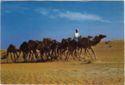 Camel Caravan