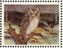 Pallid Scops-Owl (Otus brucei)