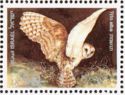 Common Barn Owl (Tyto alba)