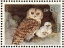 Hume's Tawny Owl (Strix butleri)