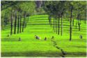 Munnar – Tea Estate