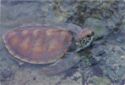 The green turtle, Chelonia mydas.
