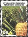 Pineapple (Ananas comosus)
