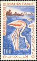 Greater Flamingo (Phoenicopterus roseus)