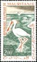 African Spoonbill (Platalea alba)