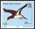 Brown Booby (Sula leucogaster)