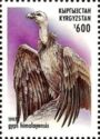Himalayan Vulture (Gyps himalayensis)