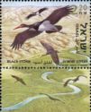 Black Stork (Ciconia nigra)