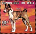 Brindle Basenji (Canis lupus familiaris)
