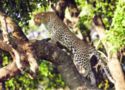 Leopard – Mombo Camp