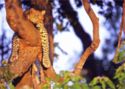 Leopard – Mombo Camp