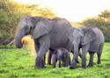 Elephants – Mombo Camp