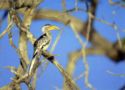 Yellow Hornbill