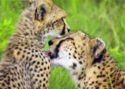 Cheetahs – Mombo Camp