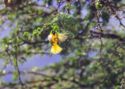 Masked Weavers – Witsand Nature Reserve, Kalahari