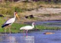 Yellow Billed Stork – Selous Game Reserve
