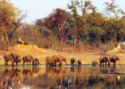 Elephants – Chikwenya, Zimbabwe