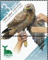 Imperial Eagle (Aquila heliaca)