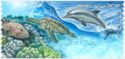 Dusky Grouper, Corals, Green Sea Turtle, Bottlenose Dolphin