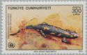 Fire Salamander (Salamandra salamandra)