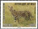 Serval (Leptailurus serval)